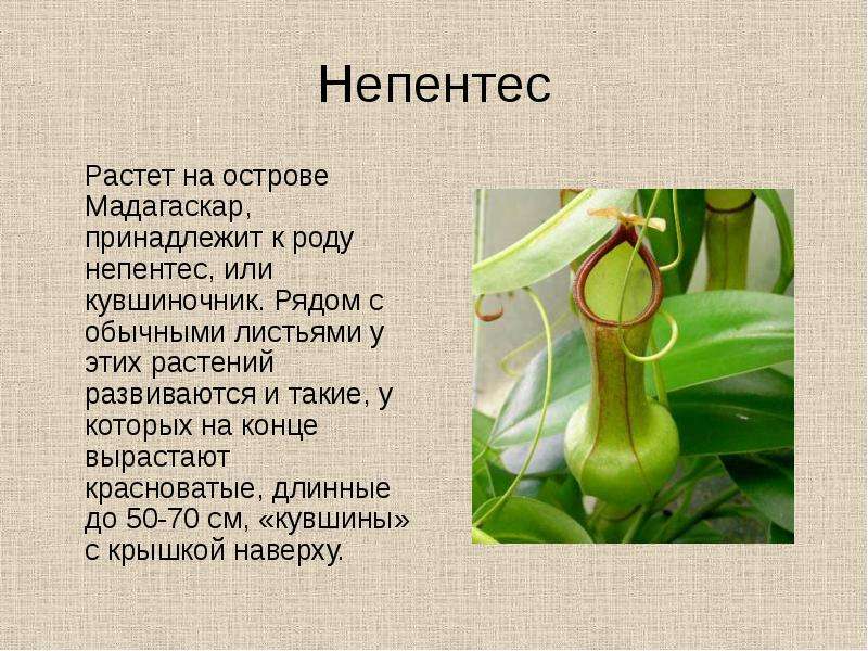 Растения 6 класс презентация