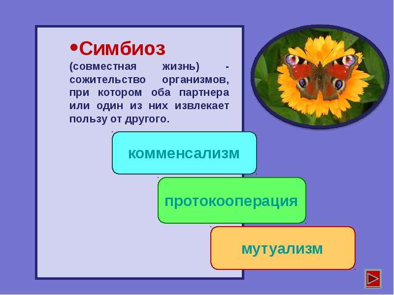 Симбиоз в жизни растений и животных проект по биологии 10 класс