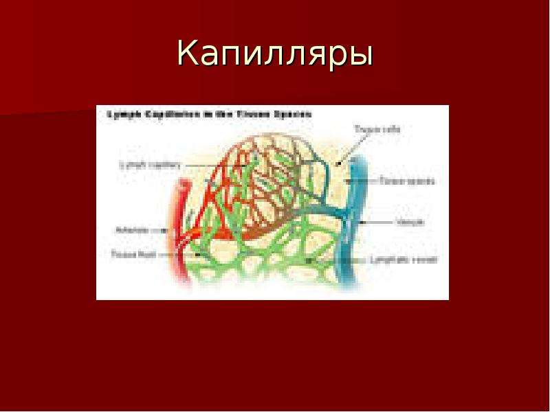 Капилляры это. Питательные капилляры это. Капилляры двухслойные.