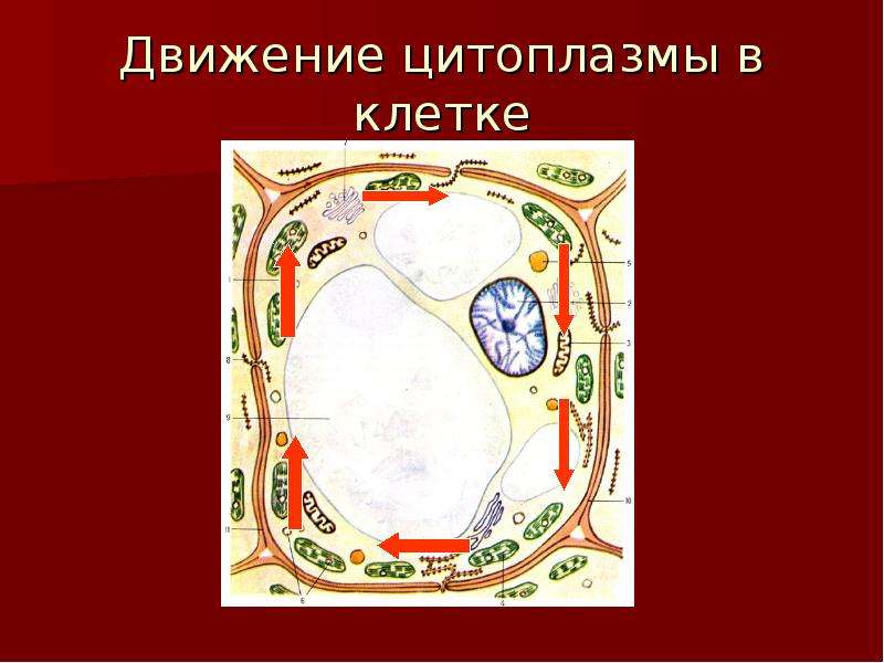 Движение клетки. Движение цитоплазмы в клетках листа элодеи. Движение цитоплазмы в растительной клетке. Наблюдение движения цитоплазмы. Движение цитоплазмы у растений.