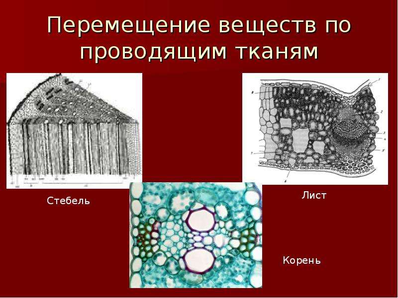 Перемещение веществ. Транспорт веществ в организме ткань. Перемещение воды по проводящим тканям. Ткань передвижение веществ.