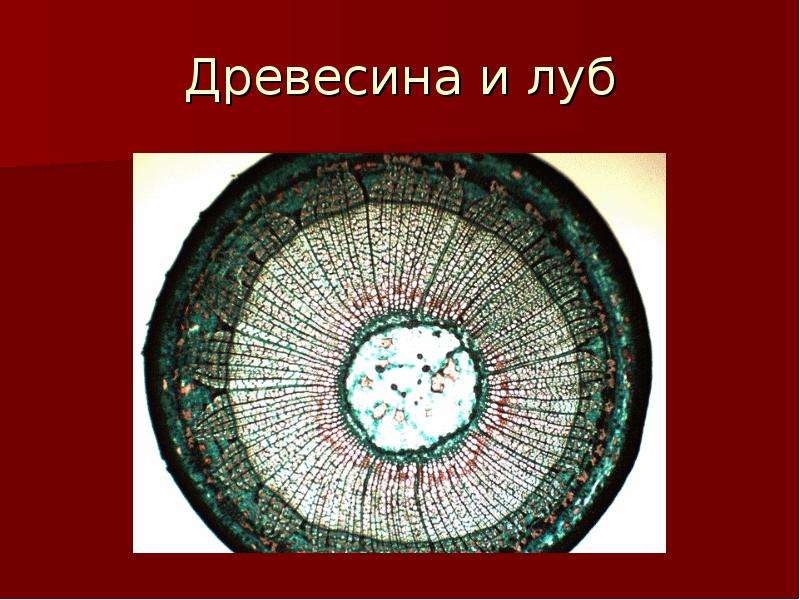 Луб 4. Луб и древесина. Лу б. Движение веществ древесина и Луб. Функции луба дерева.