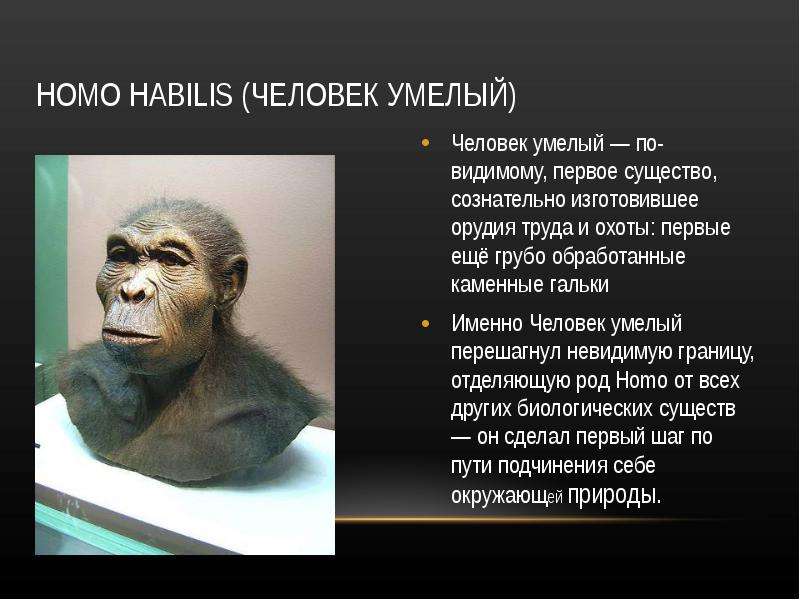 Виды homo habilis. Человек умелый homo habilis таблица. Этапы антропогенеза: homo habilis. Антропогенез человек умелый. Человек умелый исторический Возраст.