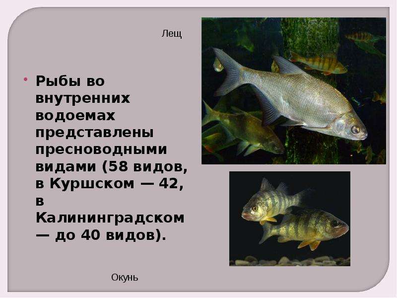 Какая самая пресноводная рыба в калининградской области. Рыбы Калининградской области. Рыбы смешанного леса. Рыбы обитающие в Калининградской области. Пресноводные рыбы Калининградской области.