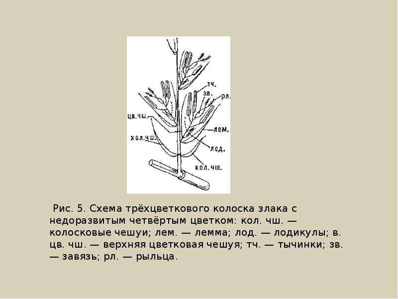 Семейство злаковые схема