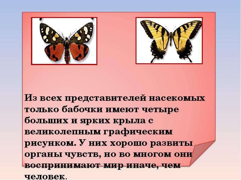 План сообщения о бабочках 2 класс окружающий мир рабочая тетрадь