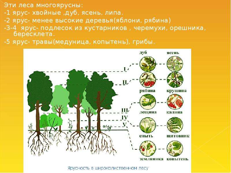 Схема смешанного и широколиственного леса