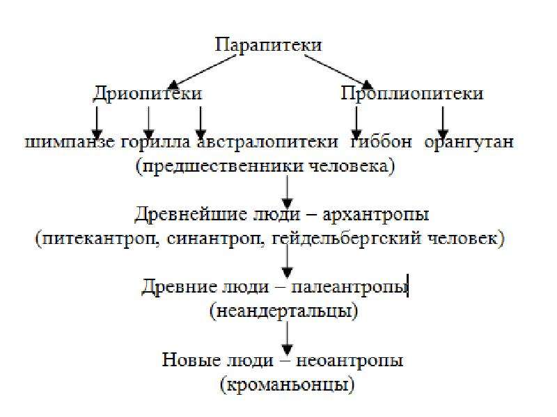 Схема эволюции человека