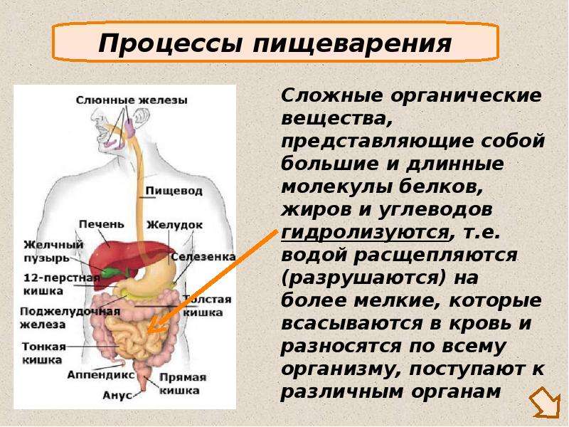 Передвижение пищи по пищеварительному тракту схема