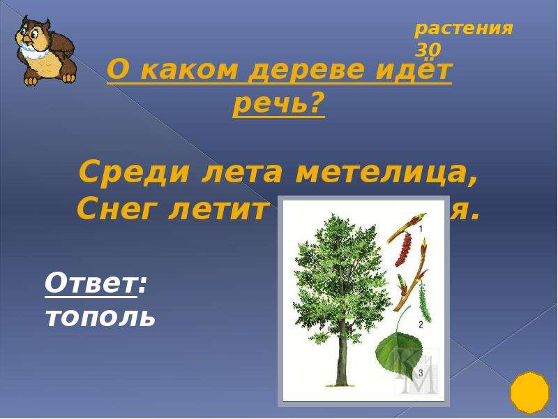 Деревья шли деревья шли. Загадка про Тополь. Загадка о Тополе для дошкольников. Загадка про Тополь для детей. Загадка про дерево Тополь.