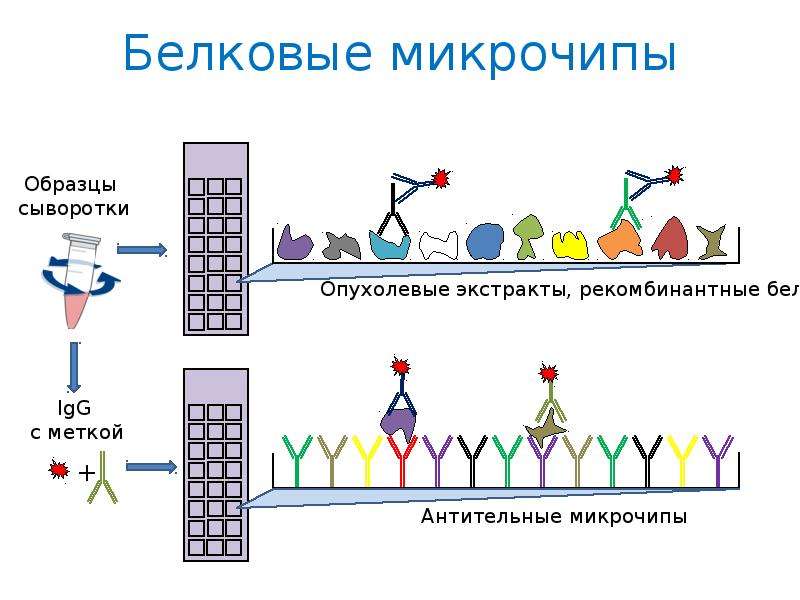 Днк микрочипы презентация