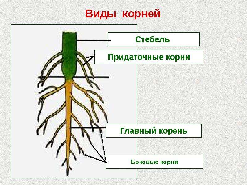 Презентация на тему виды корней и типы корневых систем 6 класс биология