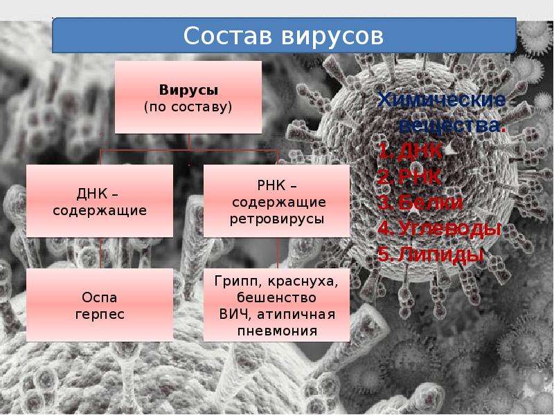 Вирус герпеса презентация по биологии