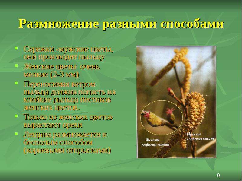 В размножении разных. Пыльца это в биологии. Пыльца это в биологии 6 класс. Какими способами размножаются живые существа. Пыльца растений размножение по ветру.