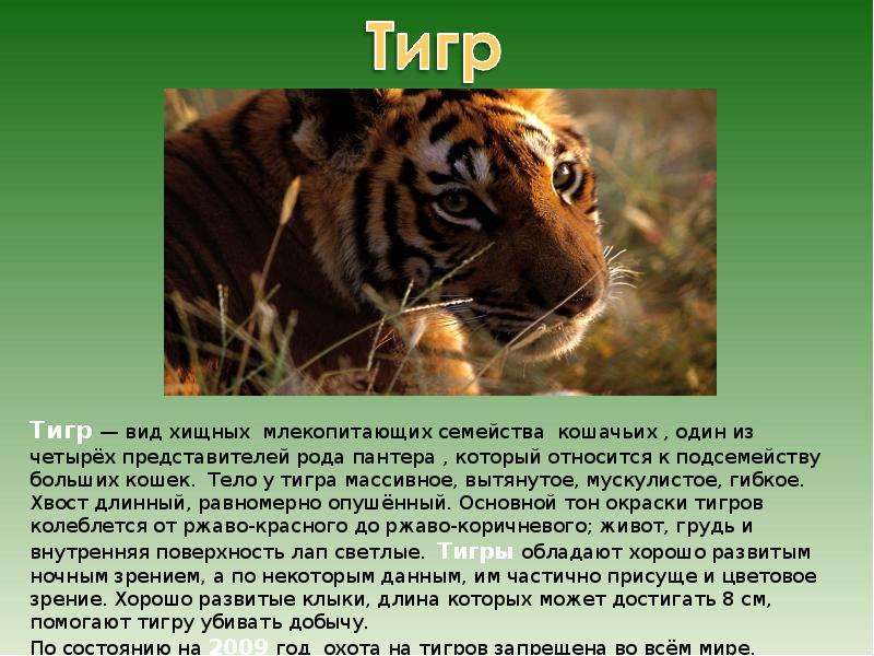 Вид животных 3 класс окружающий. Информация о Тигре. Сообщение о Тигре. Сообщение о тиграх. Характеристика тигра.