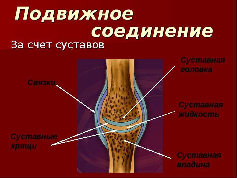 Презентация строение состав и соединение костей 8 класс презентация