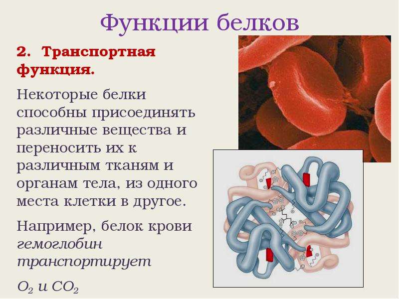 Транспортная функция белков картинки