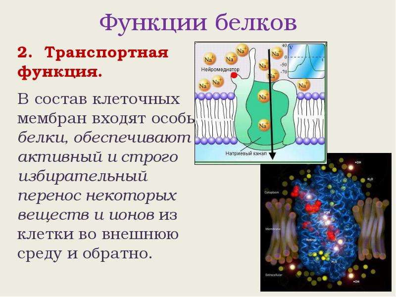 Белки входят в состав клетки. Роль белков в жизнедеятельности клетки. Белки в составе клетки. Белки и их роль в жизнедеятельности клетки. Белки входящие в состав клеточной мембраны.