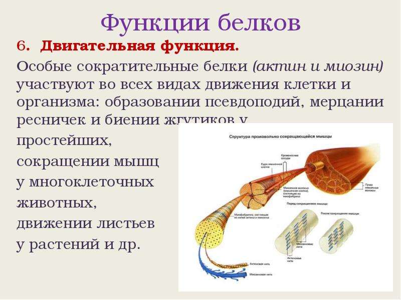 Белок кератин функции