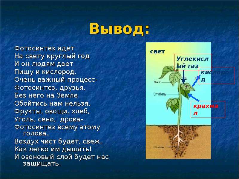 Презентация биология 6. Фотосинтез вывод. Презентация на тему фотосинтез. Заключение фотосинтез. Процесс фотосинтеза 6 класс биология.