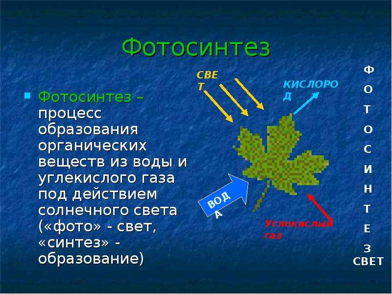 Образование органических веществ в воде. Фотосинтез органические вещества 6 класс. Процесс образования органических веществ. Что такое фотосинтез 5 класс. Образование органических веществ и углекислого газа и воды.