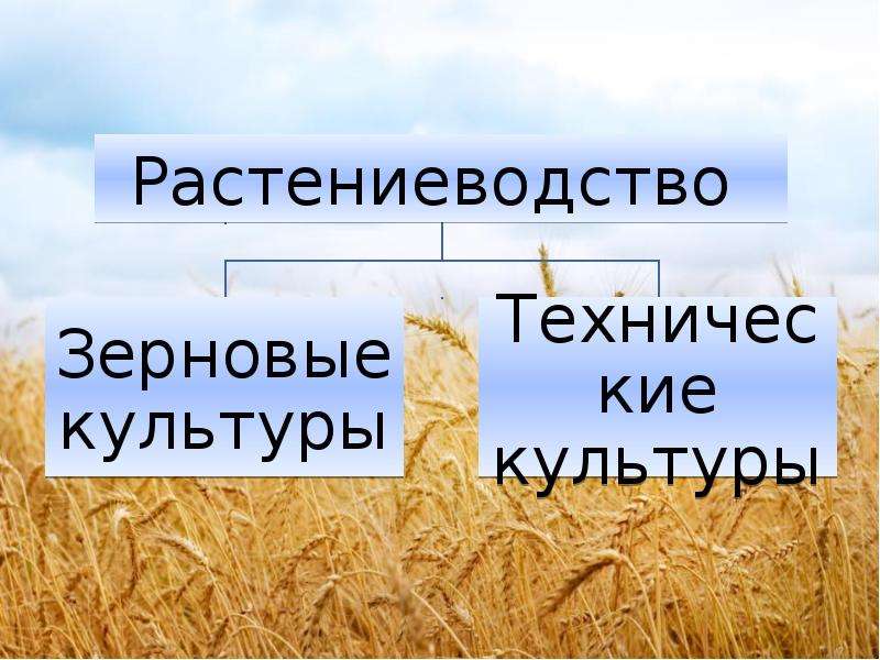 Презентация 4 класс плешаков растениеводство в нашем крае 4 класс