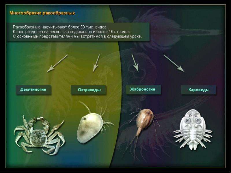 Рак проект по биологии