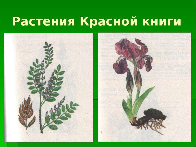 Рисунки растений краснодарского края