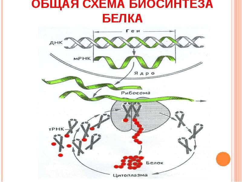 Схема белка. Биосинтез белка схема. Биосинтез белка схема биохимия. Матричные биосинтезы биохимия. Схема биосинтеза белка сплайсингом.