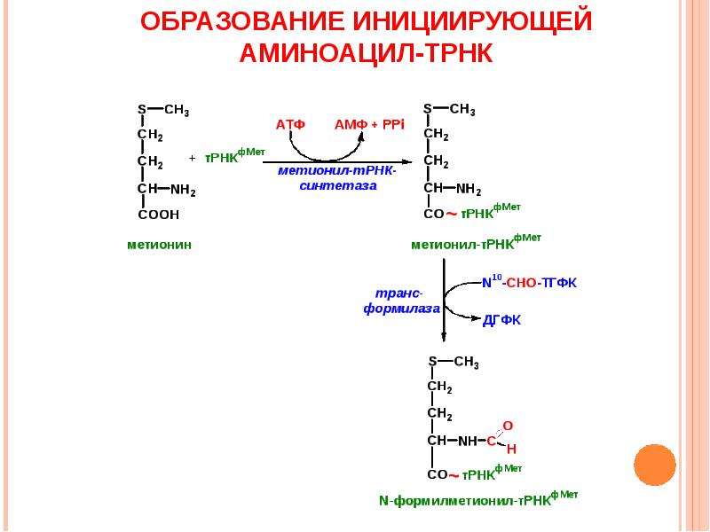 Схема образования аминоацил трнк