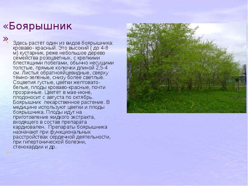 Здесь росли. Биография семейства деревом. Что здесь растет. Где растет тут. М.куст биография.