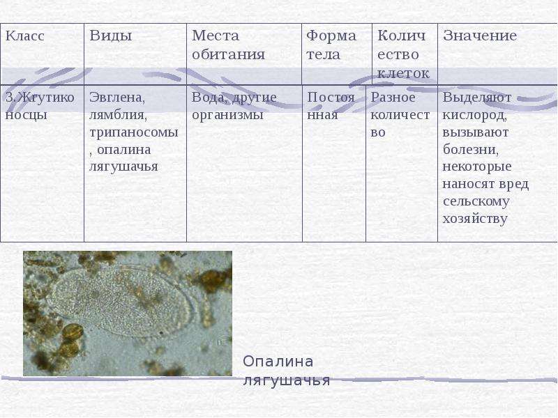 Простейшие в природе. Царство простейшие таблица. Местообитание простейших. Среда обитания простейших организмов. Простейшие обитающие в водной среде.