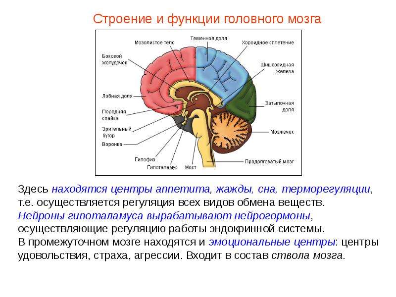 174 прочитайте статью отделы головного мозга параграф 45 заполните схему