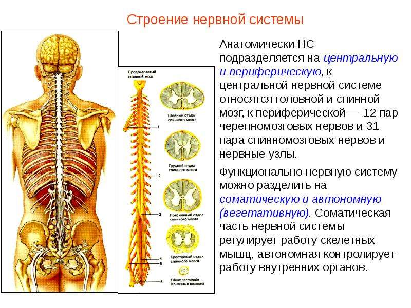 Схема головной мозг спинной мозг