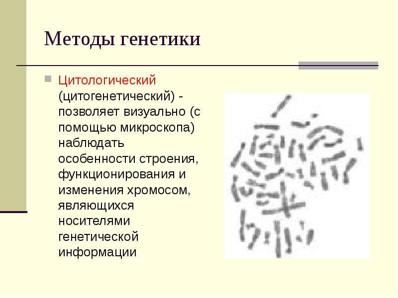 Назовите метод генетики. Цитологический метод исследования генетики. Цитогенетический метод изучения генетики. Цитологический метод генетика. Цитологическое метод изучения генетики.