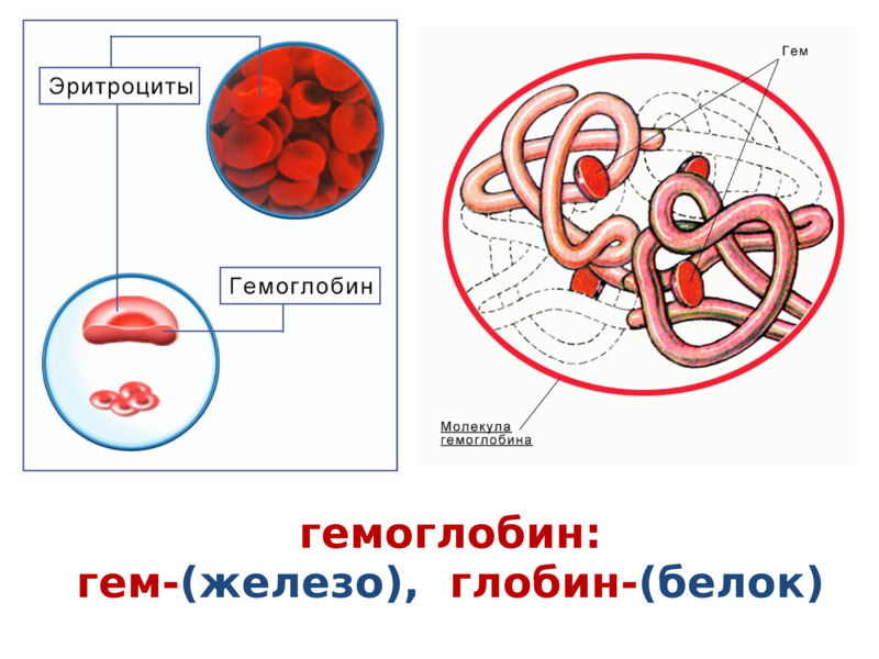гемоглобин: гем-(железо),  глобин-(белок)  