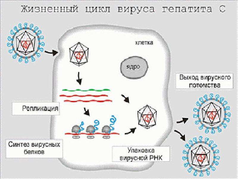 Синтез вирусов. Репродукция вируса в клетке схема гепатит с. Размножение вируса гепатита а. Жизненный цикл вируса гепатита с. Размножение вирусов гепатита происходит.