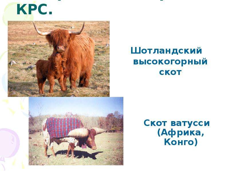 Крупный рогатый скот презентация