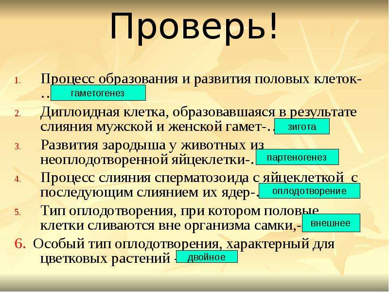 Процесс слияния мужской и женской половых клеток