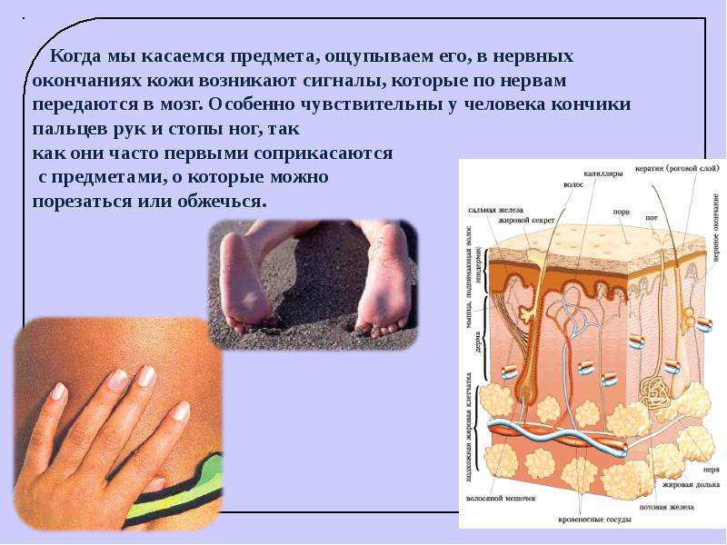 Презентация органы осязания 8 класс