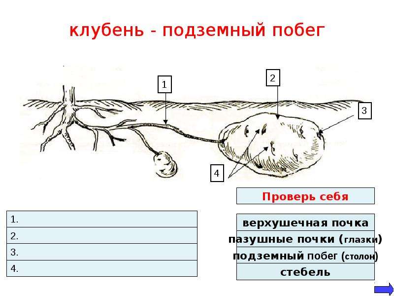 Подземный побег картофеля. Клубень побег. Подземные клубни. Подземные побеги рисунок. Видоизмененный побег подземный столон.