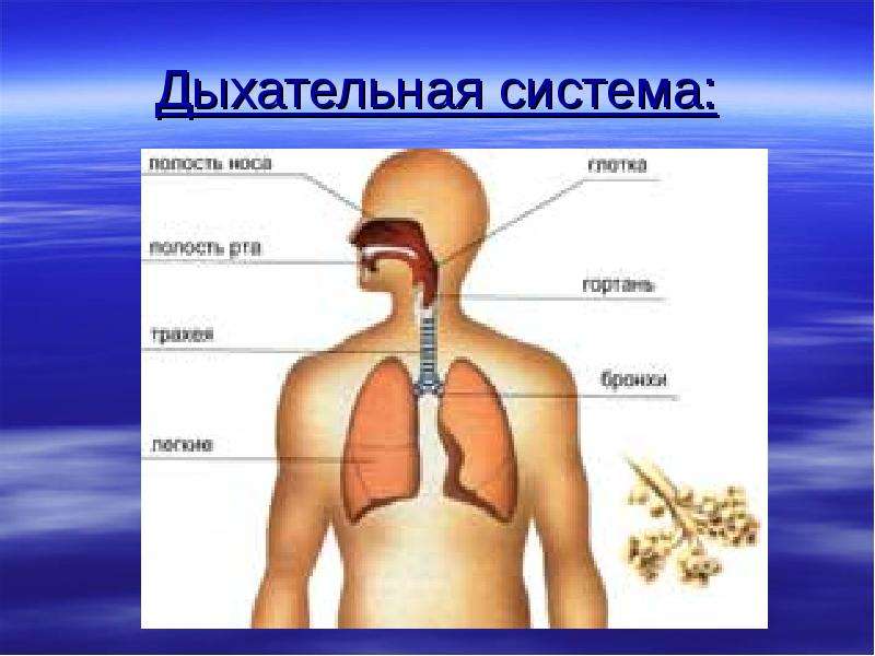 Как мы дышим. Дыхание человека. Дыхательная система человека для детей. Дыхательные органы человека для детей. Органы дыхания человека для детей дошкольного возраста.