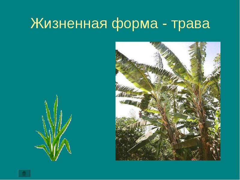 Какое самое низкое растение. Среди растений наиболее распространены. Самое низкое растение. Преимущества жизненной формы трава.