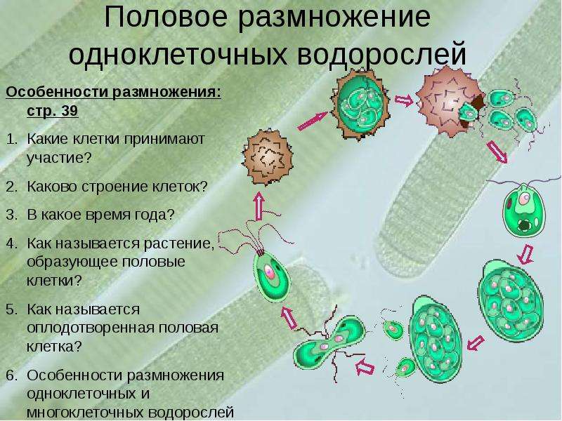 Размножение клеток водорослей. Половое размножение одноклеточных. Размножение одноклеточных. Половые клетки водорослей. Размножение одноклеточных водорослей.