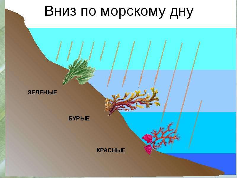 На какой глубине растут. Глубина обитания водорослей. Водоросли по глубине. Расположение водорослей на разных глубинах. Глубина обитания зеленыных водорослей.