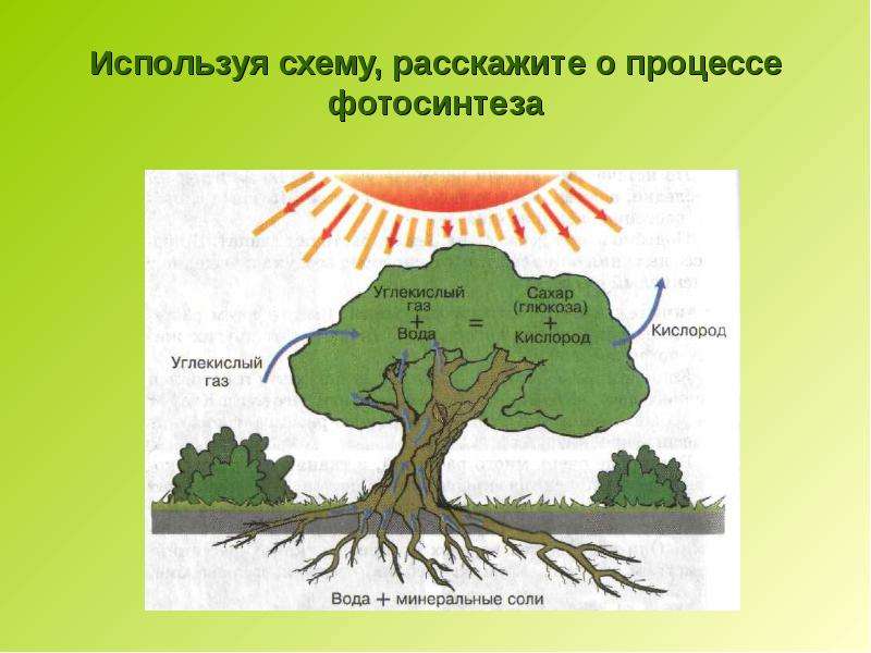 Презентация по теме фотосинтез