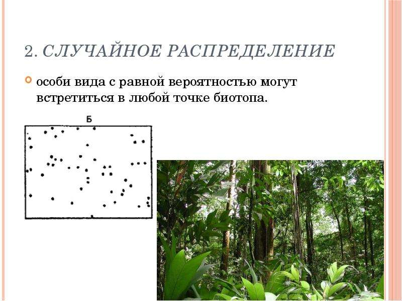 Тип пространственного распределения особей популяции представленный на рисунке характеризуется как