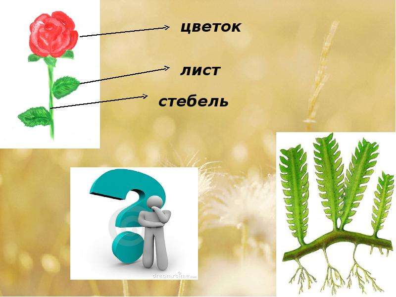 Стебель цветка. Цветы для презентации. Цветок со стеблем для презентации.