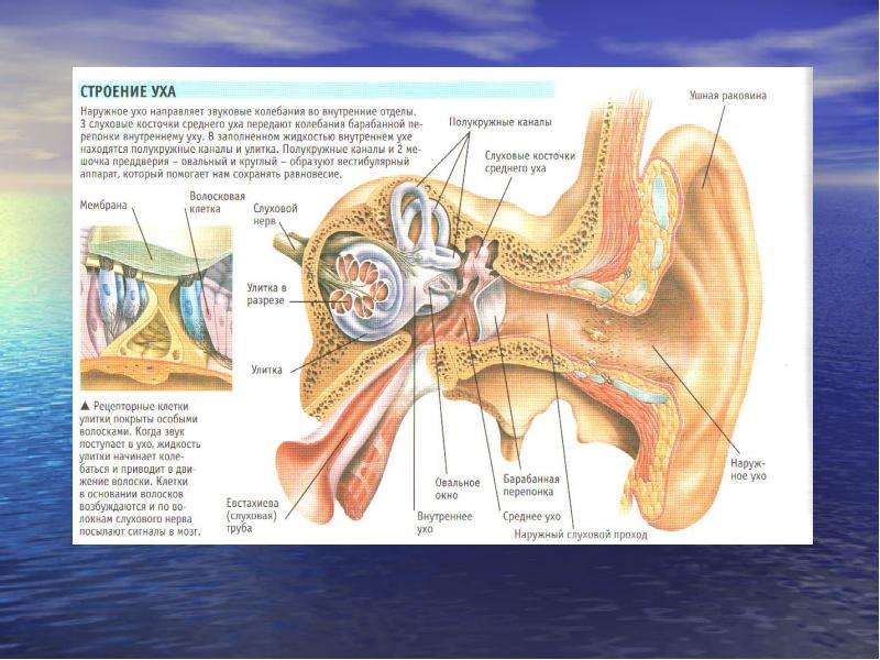 Строение уха человека описание. Строение наружного и внутреннего уха. Строение уха человека. Ухо строение анатомия.