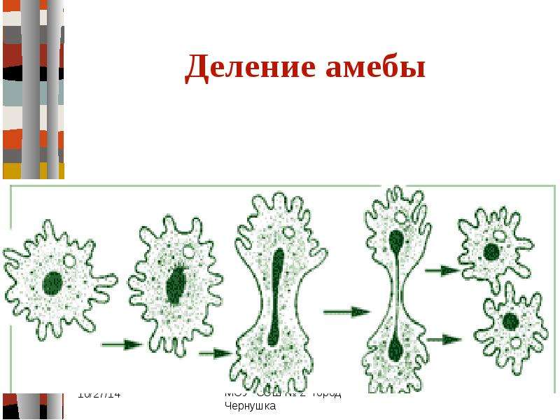 Размножение амебы. Размножение амёбы обыкновенной. Бесполое размножение амёбы. Деление амебы это бесполое размножение. Бесполое размножение амёбы рисунок.